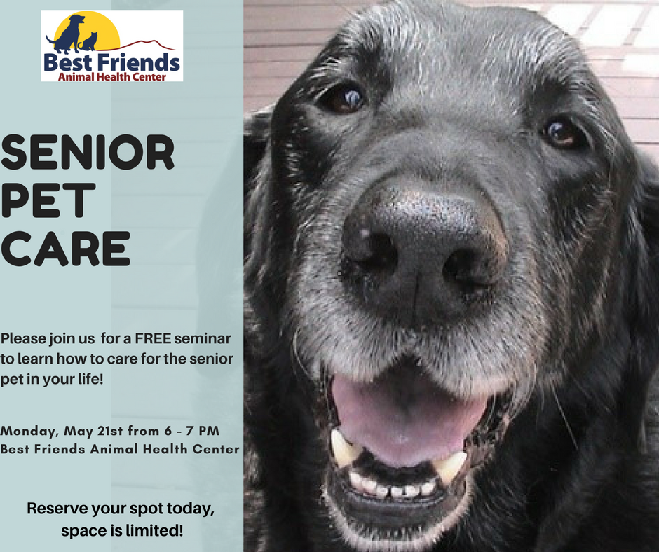 Senior Pet Care Senior Pet Care
